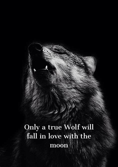 Wolf Quotes Wallpapers Top Free Wolf Quotes Backgrounds Wallpaperaccess