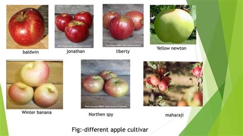 Apple Cultivation