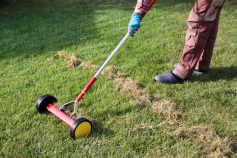 Controlling Black Spot On Lawns My Home Turf