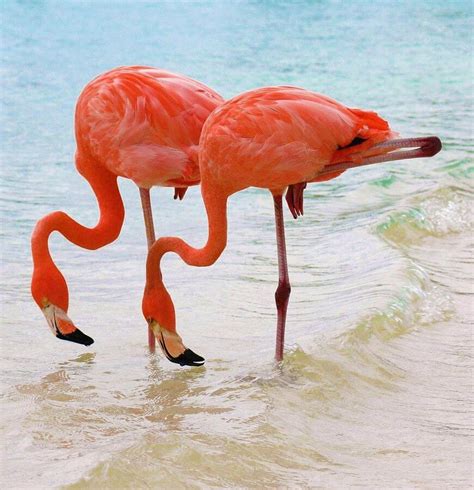 Pink Flamingos Dawn Bird Or Sunset Child Pettime