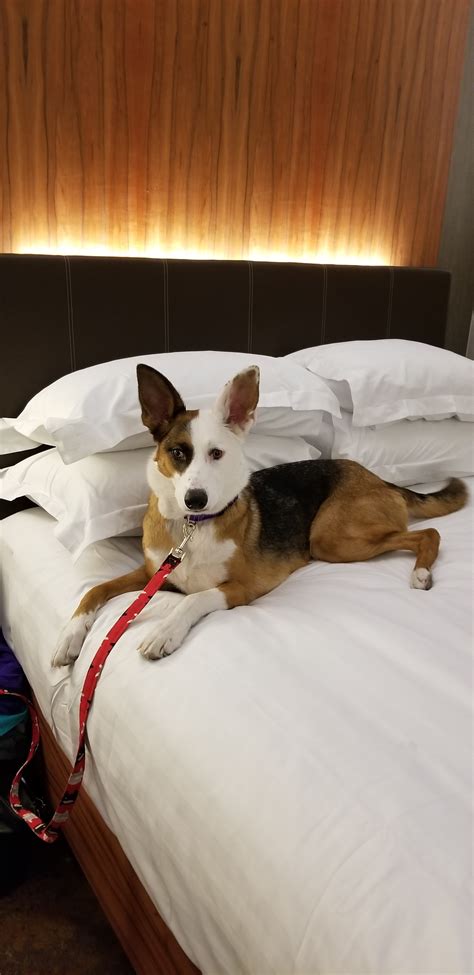 panda german shepherd puppies for sale california - Deane Drew