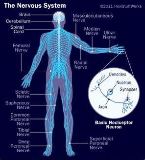 Diagram - Nervous System
