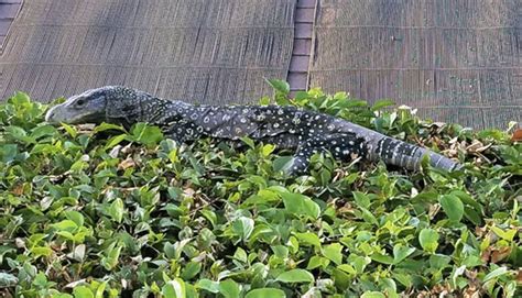 4 Foot Long Lizard Found In Southern California Backyard