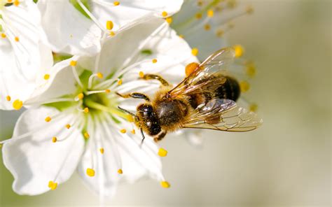 Environmental Benefits Of Pollination Greentumble