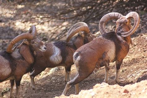 Best Time To See Cyprus Mouflon Wild Sheep 2018 When And Where To See