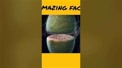 Top 3 Amazing Fact Youtube