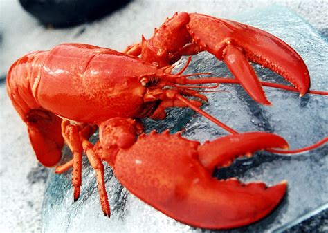 Lobster ~ Animals Images