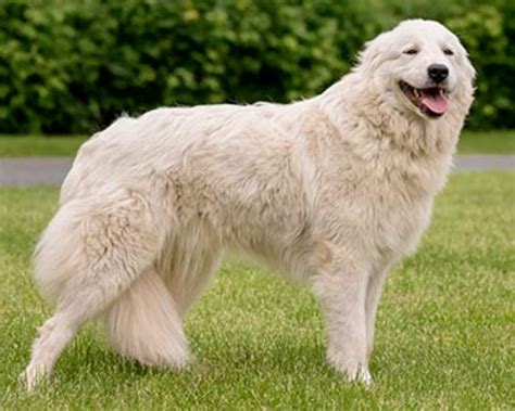 This breed is large, agile, and strong. Maremma Sheepdog vs Great Pyrenees - Breed Comparison