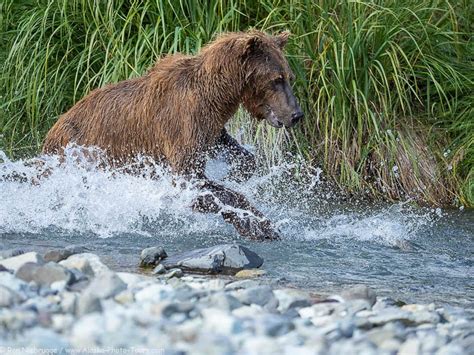 Alaska Bear Photo Tour Brown Bear Photography Tours