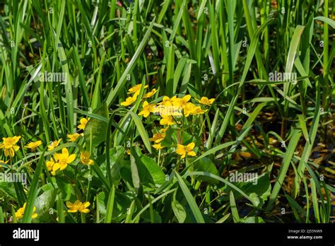 Caltha Palustris Marsh Marigold Kingcup Flowers Growing Beside A Lake