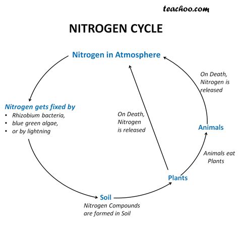 Nitrogen Cycle Diagram With Steps Explained Teachoo Concepts