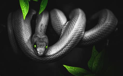 Learn about snake biology, classification, and facts with this article. Download wallpaper 3840x2400 snake, photoshop, leaves ...