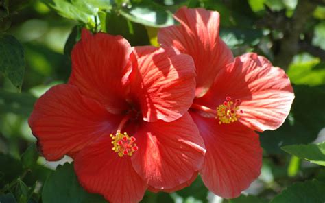 Maybe you would like to learn more about one of these? How to Deadhead Hibiscus? - Garden Lovers Club
