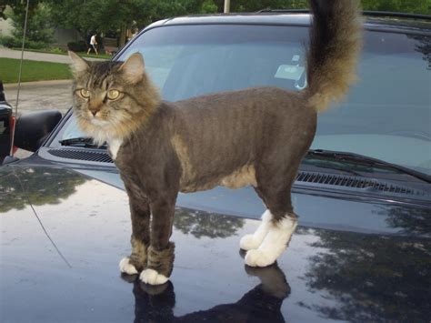 The concept of depilation, epilation and removal. long hair cat haircuts | Hairstyle | Pinterest | Maine ...