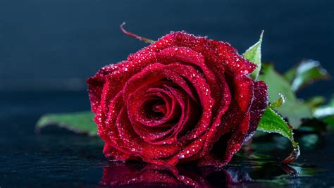 Tapeta Na Pulpit Róża Na Telefon Kategoria Kwiaty Impierium Tapet