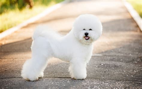 Download Wallpapers Bichon Frise White Curly Dog Summer French Breed