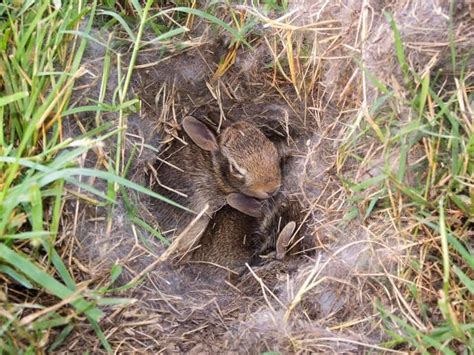 What To Do If You Find A Bunny Nest In Your Yard Or Your Dogs Mouth
