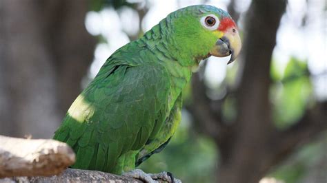 Parrots Indra Inn Playa Grande Costa Rica