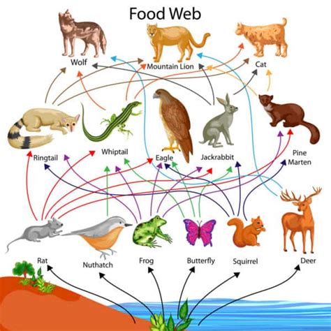 Food Chain 4 Tertiary Consumer A Z Animals
