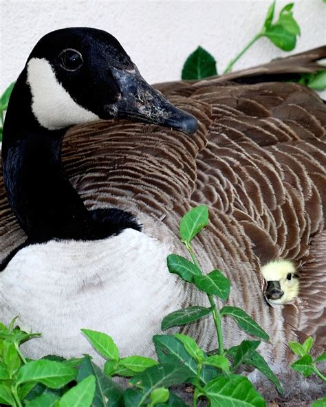 Mamma And Baby Canada Geese Smithsonian Photo Contest Smithsonian