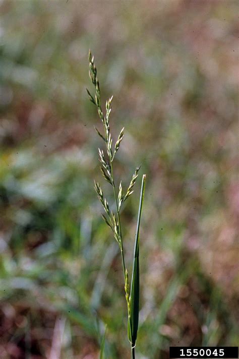 Tall Fescue Festuca Arundinacea Cyperales Poaceae 1550045