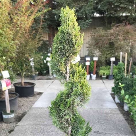 Juniper Spartan Spiral Monrovia — Green Acres Nursery And Supply