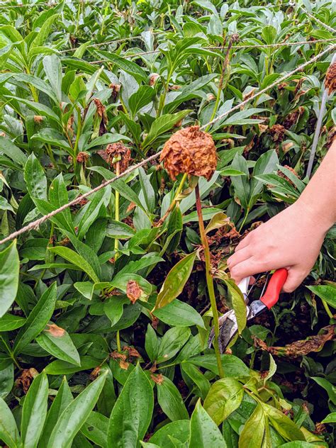 In summer, deadhead the flowering shoots once the flowers have faded. The Martha Stewart Blog : Blog Archive : Prune After Bloom