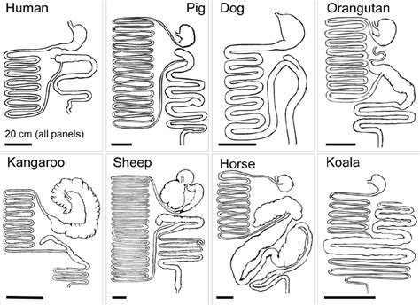 Do Omnivores Have Longer Intestines Than Carnivores The World Of Animals