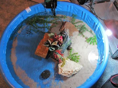 How To Set Up An Indoor Turtle Pool Pethelpful