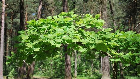 Even the best grass for shade may have a tough time surviving certain conditions. How to Get Grass to Grow Under Oak Trees | Garden Guides