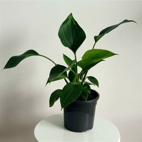 Jual TANAMAN HIAS HOMALOMENA GLORYGEM / INDOOR PLANT ...