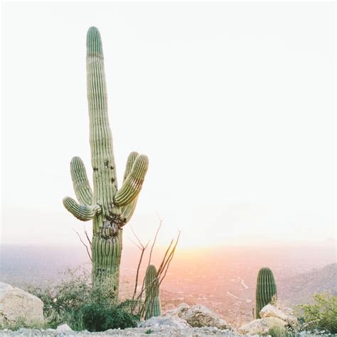 Cactus Landscape Cactus Sunset Picture Inspiration Desert
