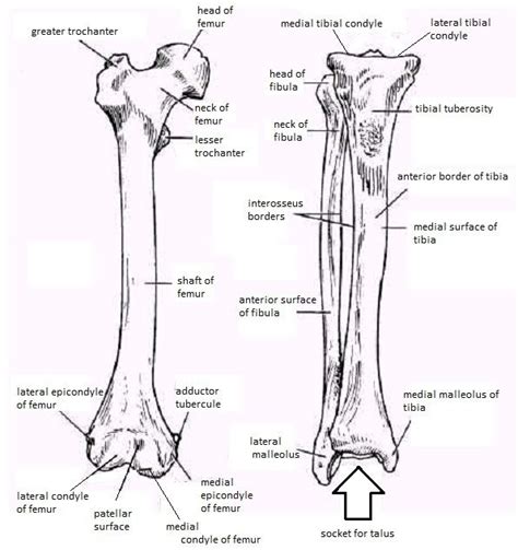Skeletal System Diagrams | Skeletal system anatomy, Human anatomy and