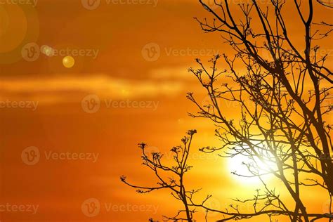 Silhouette Of Tree In Sunset Silhouette Of A Tree Nature Background