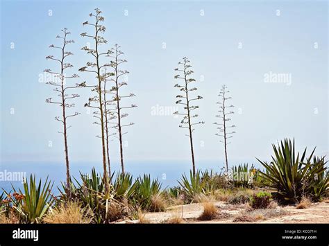 Typical For Sunny Malta Landscape Flora Of Malta Stock Photo Alamy
