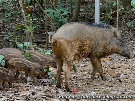 Wild boar camper trailers offer custom paint work as an option. tHE tiDE cHAsER: Mammals (Phylum Chordata: Class Mammalia ...