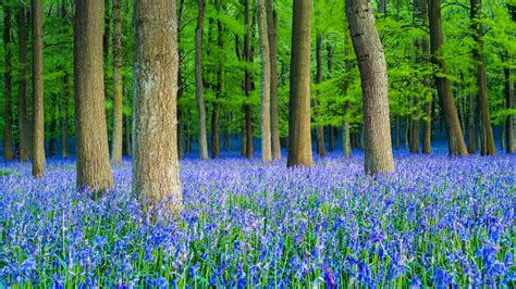 Bluebells In Beech Woodland Hertfordshire England © Dan Tuckeralamy