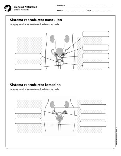 Sistema Reproductor Masculino Y Femenino Ciencias Naturales
