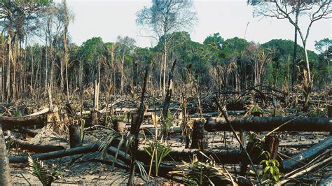 Deforestation Primary Forest Losses Impact Climate Change — Carmen