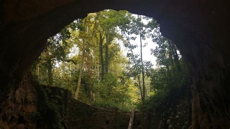 Forest Seen From Inside Of A Cave Stock Image Image Of Cueva