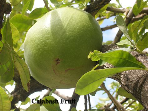 The calabash an evergreen tree that produces interesting fruits, flower and grows 24 feet tall. Sailing Diary: St Lucia February 2011
