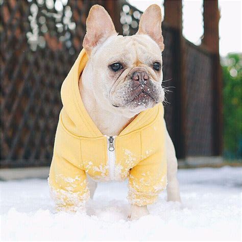 A wide variety of french bulldog clothes options are available to you, such as material, apparel & accessory type, and style. French Bulldog Hoodies Pet Dog Clothes for Small Dogs Pets ...