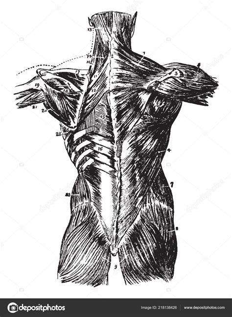 Illustration Represents Back Muscles Vintage Line Drawing Engraving Illustration Stock Vector