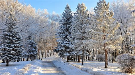 Photo Winter Nature Snow Forests Trees Seasons 1366x768