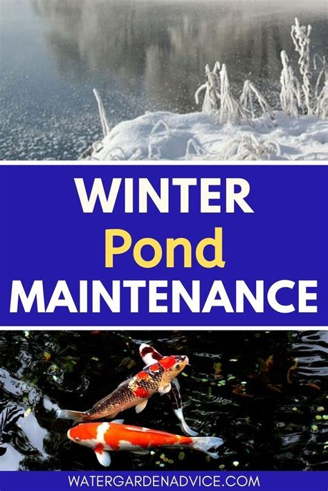These big, bright fish have been around for hundreds of years and make a great addition to any suitable garden pond or large water feature. Winter Pond Maintenance Tips | Pond maintenance, Pond ...
