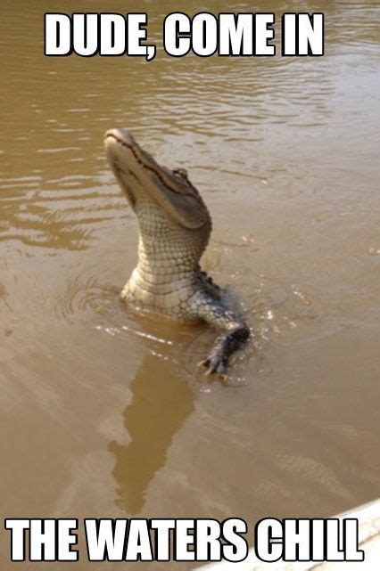 12 Alligators Ideas Crocodiles Bones Funny Funny Pictures