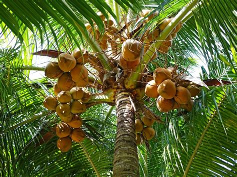Coconuts On The Tree Free Stock Photo By Pixabay On