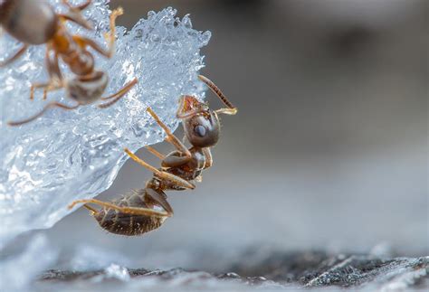 Choosing a pest control company. Expert Pest Control Advice - Bug Ninja Pest Control