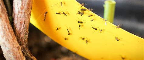 How To Deal With Fungus Gnats On Houseplants Plant Perfect