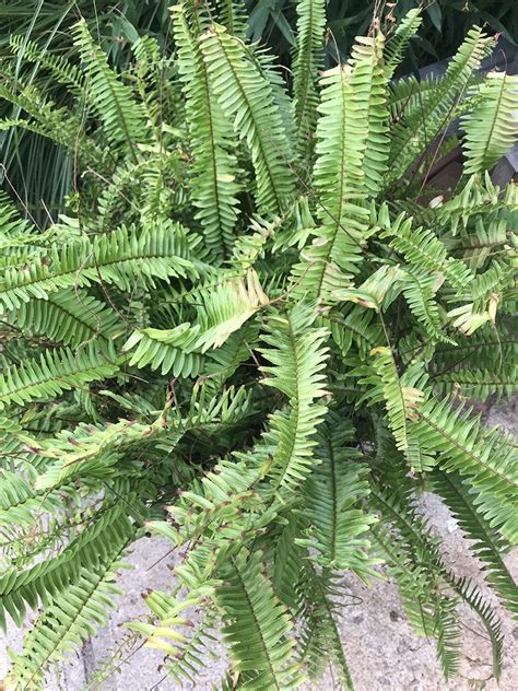 Identify the plants in your garden so that you can give them proper spacing. Plant ID forum: Fern Identification - Garden.org